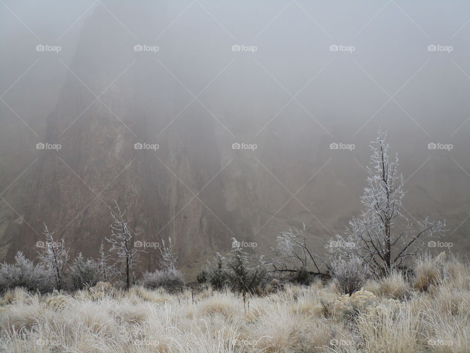 A fresh coat of frost on trees and wild grasses with Smith Rock slightly visible through morning fog on a Central Oregon morning. 