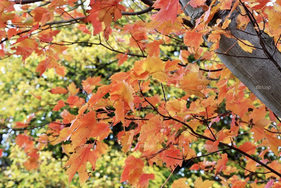 Autumnal yellow and orange leaves 