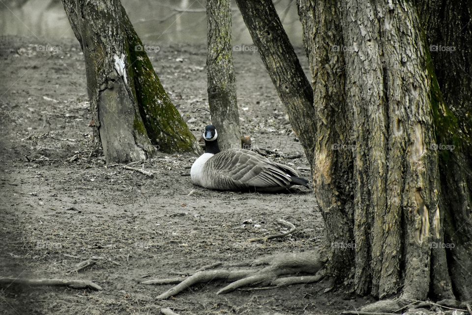 Goose looking at camera