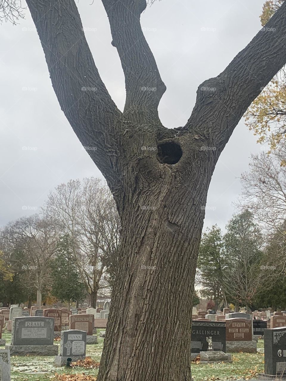 Animal home in a tree at the cemetery 