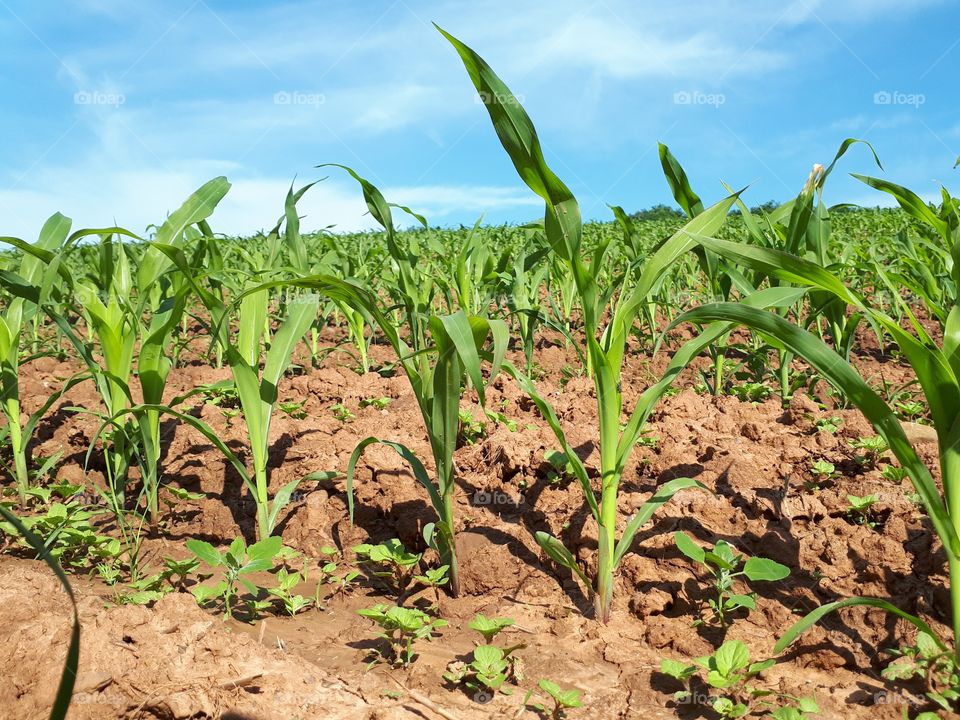 Corn crops growing on farmer's field.