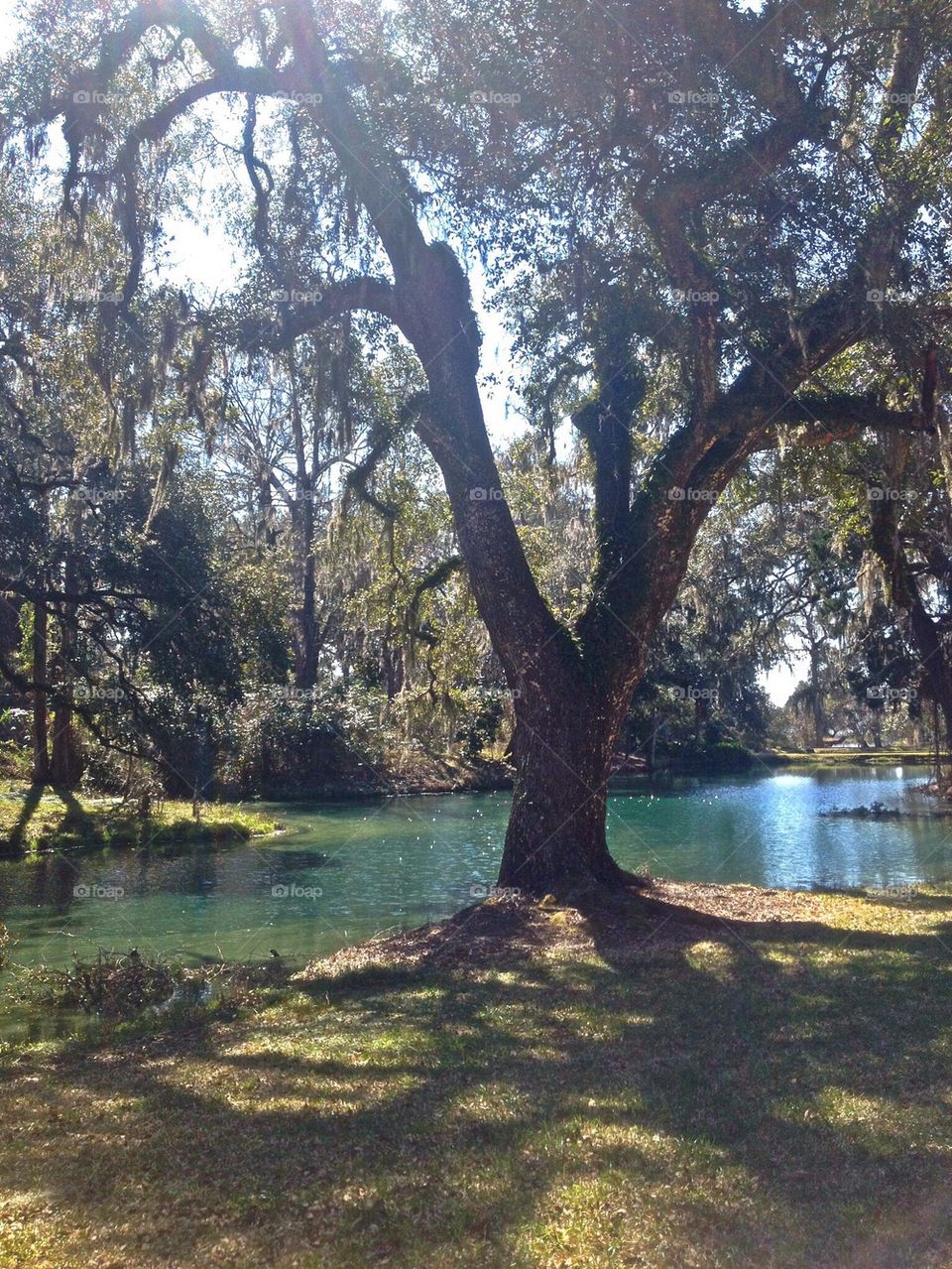 Oaks at the Abbey