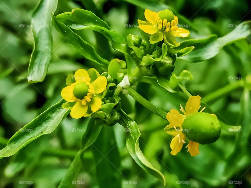 Beautiful celery leaved buttercup plant image india