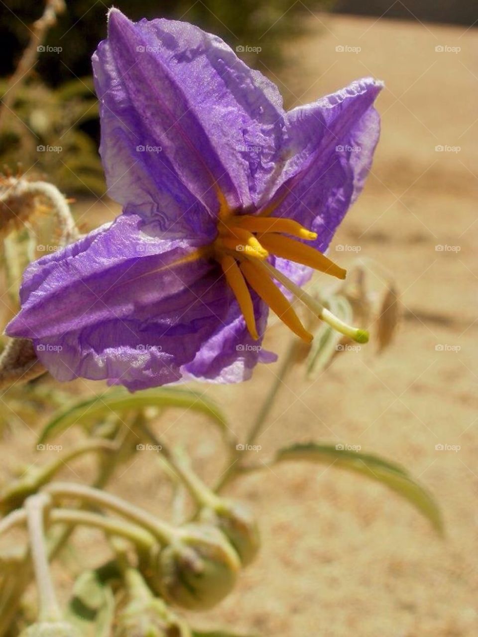 Purple Flower In Phoenix 