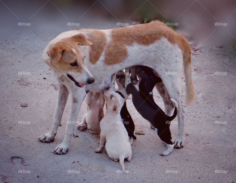 Mothers love. A dog feeding its puppies with her milk