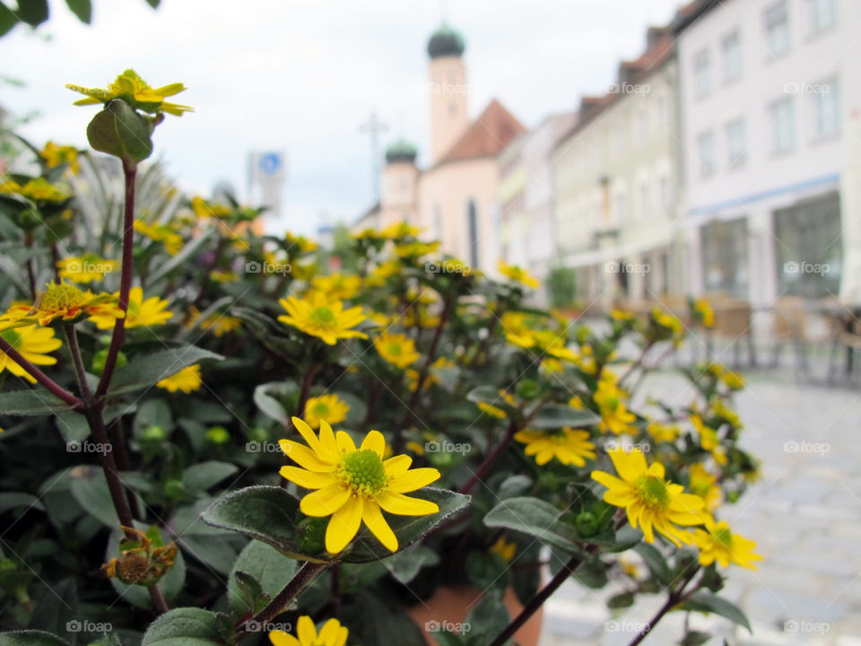 Flowers Germany