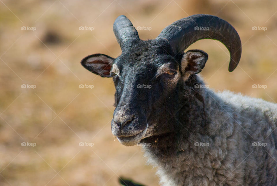 cheep black cheep by anrool