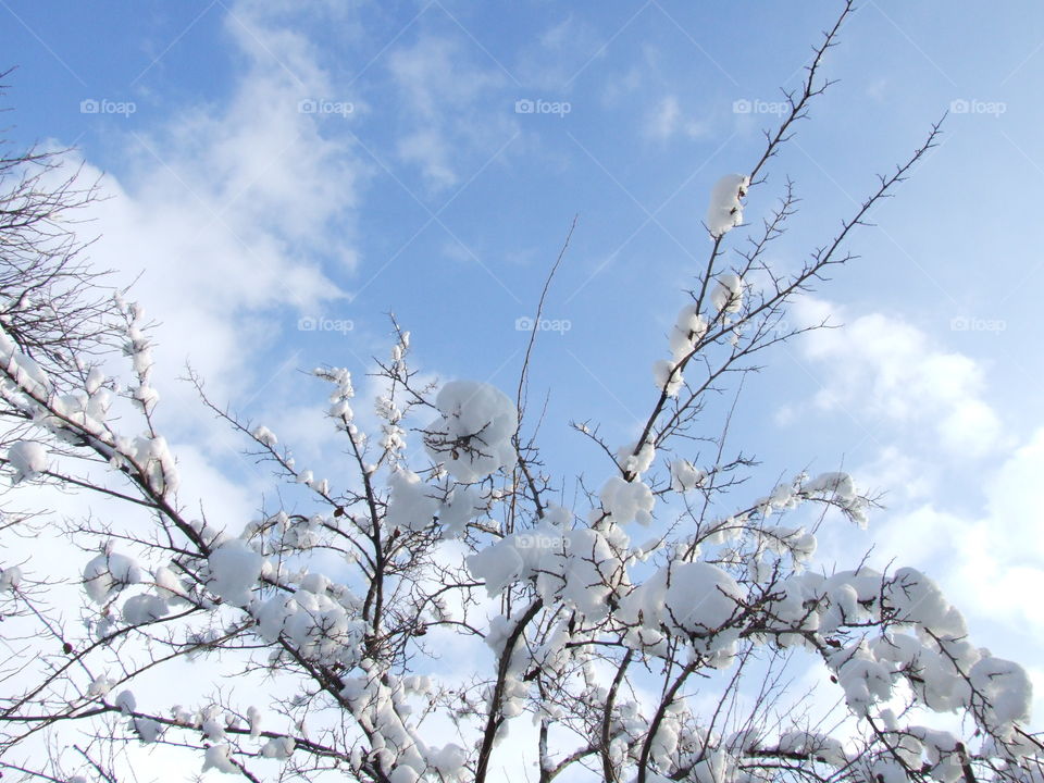 Close-up of snow covered tree