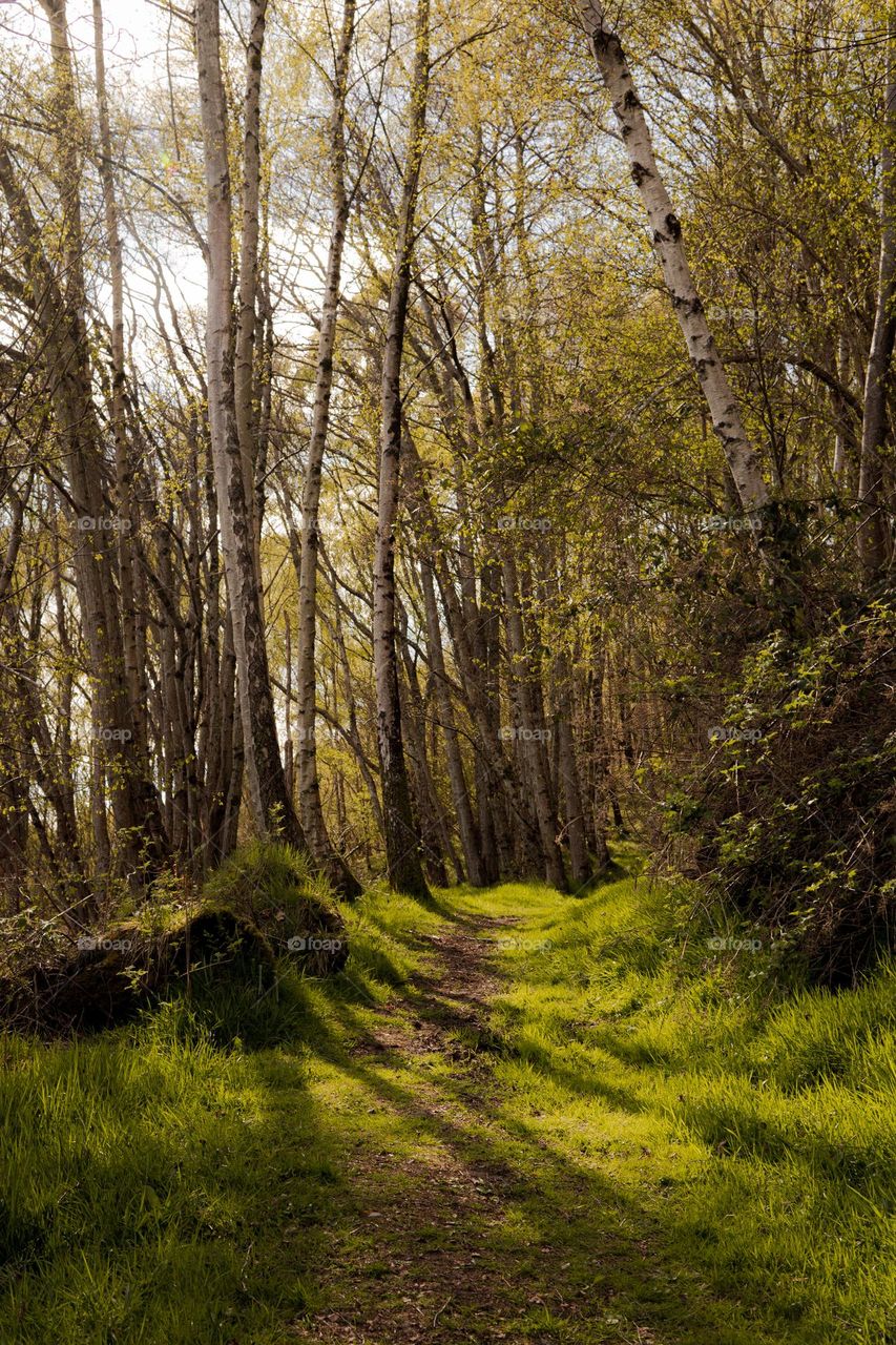 Abriachan Forest