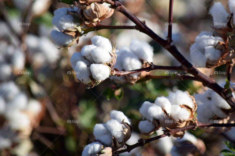 Cotton field 