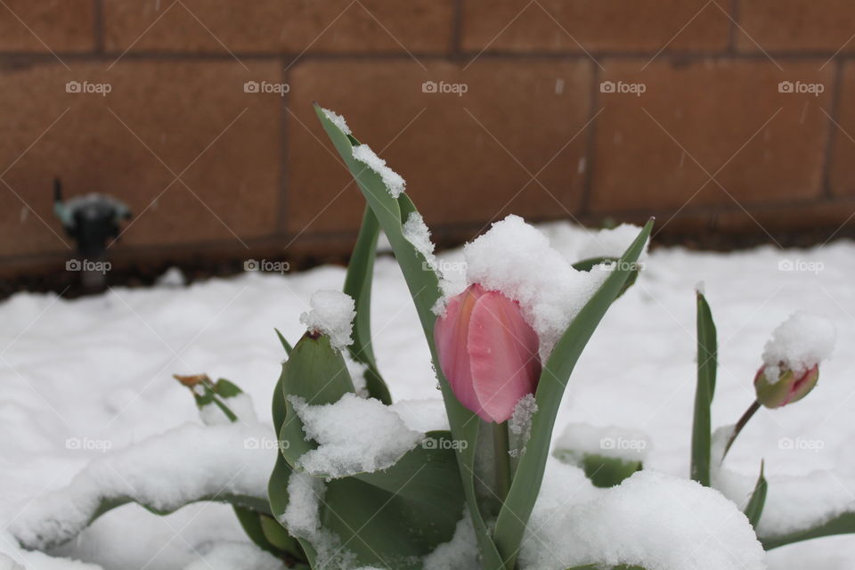 Snow on pink tulip