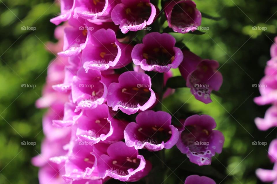 Beautiful cluster of pink flowers 