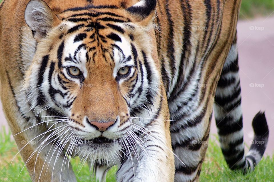 Sumatran Tiger