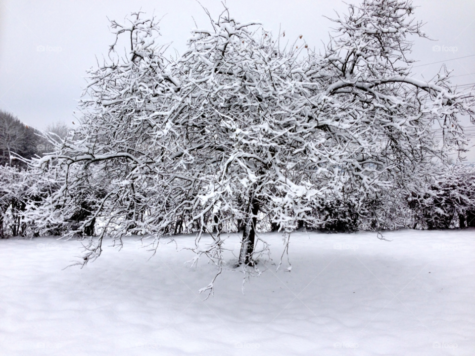 snow winter white tree by elektroseb
