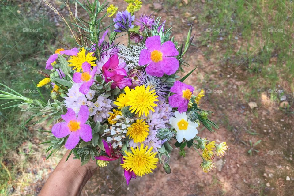 Picking wild flowers 