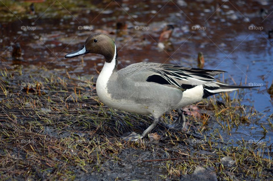 Northern Pintail Duck