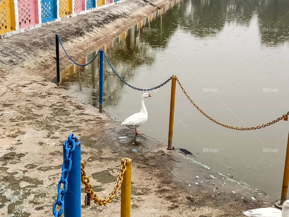 Beautiful duck awesome nice looking image india