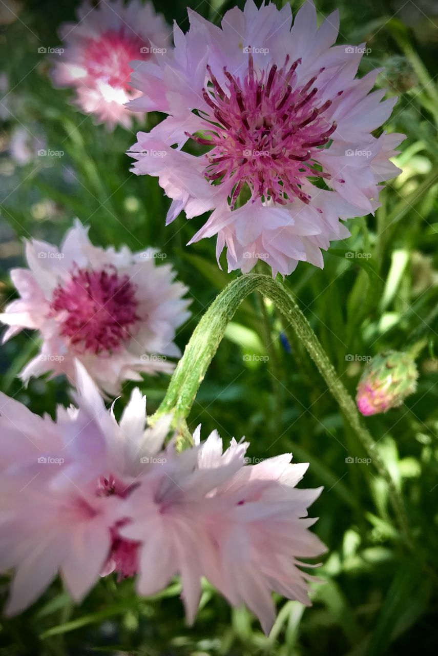 Gorgeous pink cornflowers popping up every where 