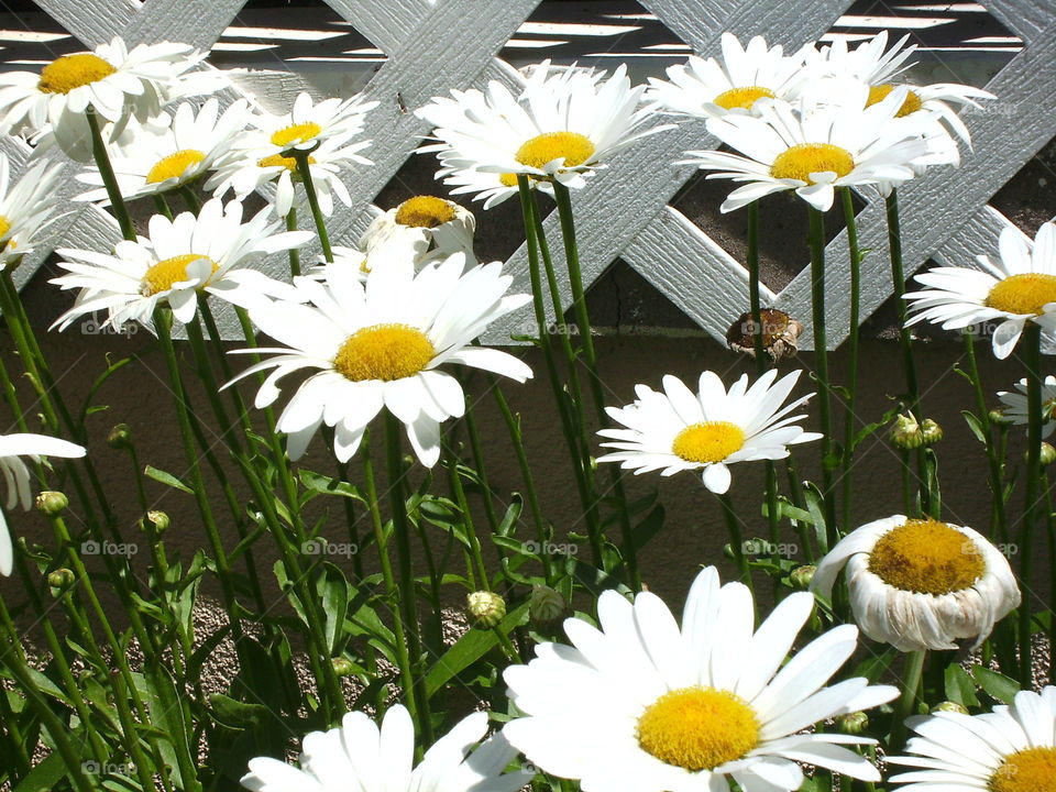 summer daisy