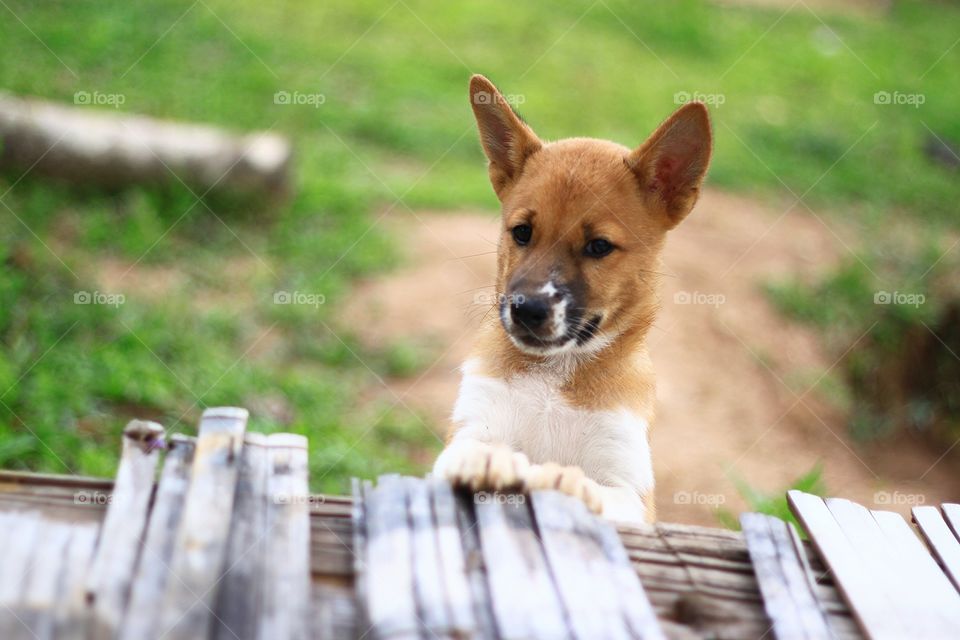 The puppy in summer.