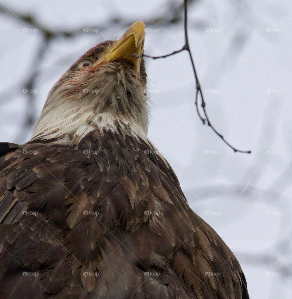 Bald eagle finished lunch