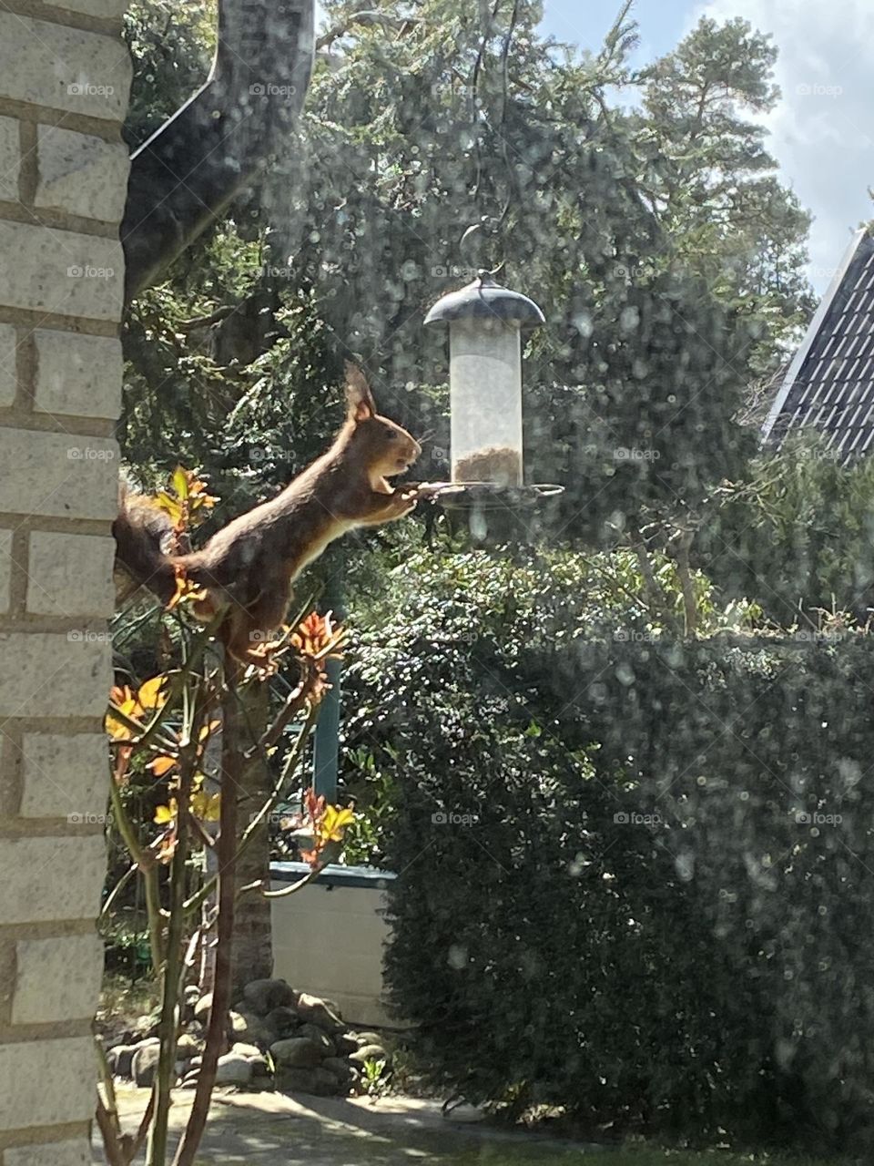 #nature outside your kitchen window #hookolsson #hikinggourmet #livelife 