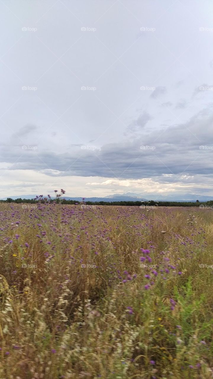 Road Trip through the fields