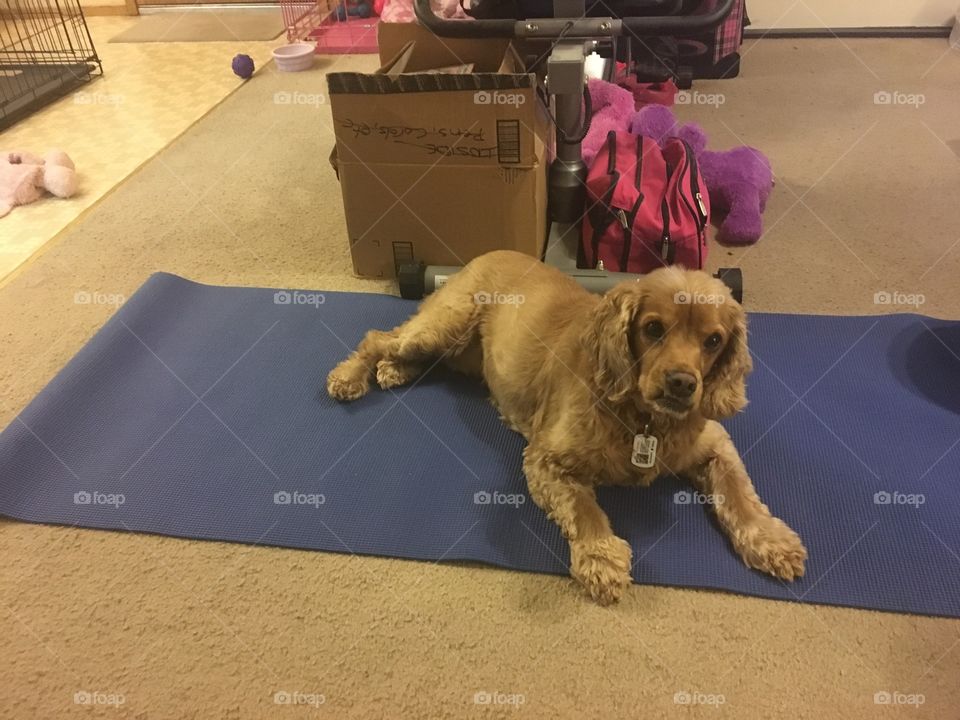 Dog claiming yoga mat for herself