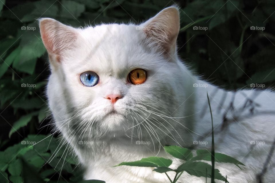 white cat with different eyes