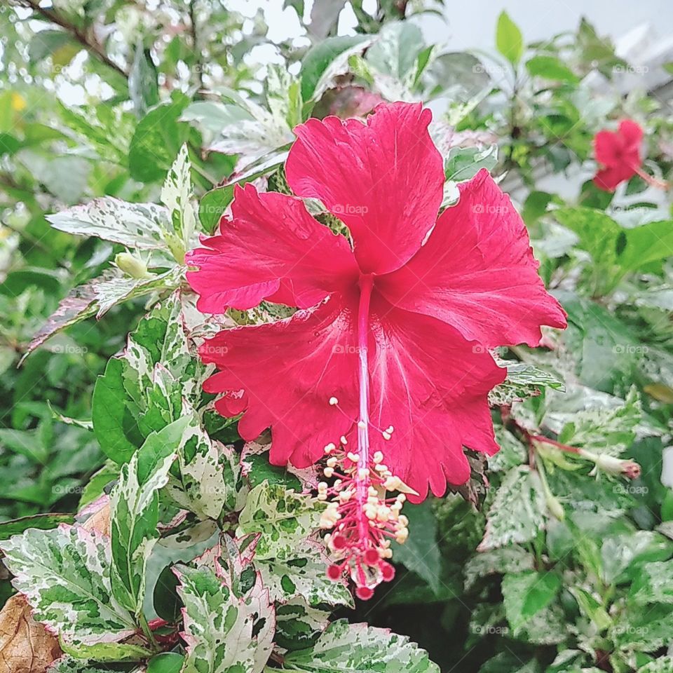Red hibiscus flower