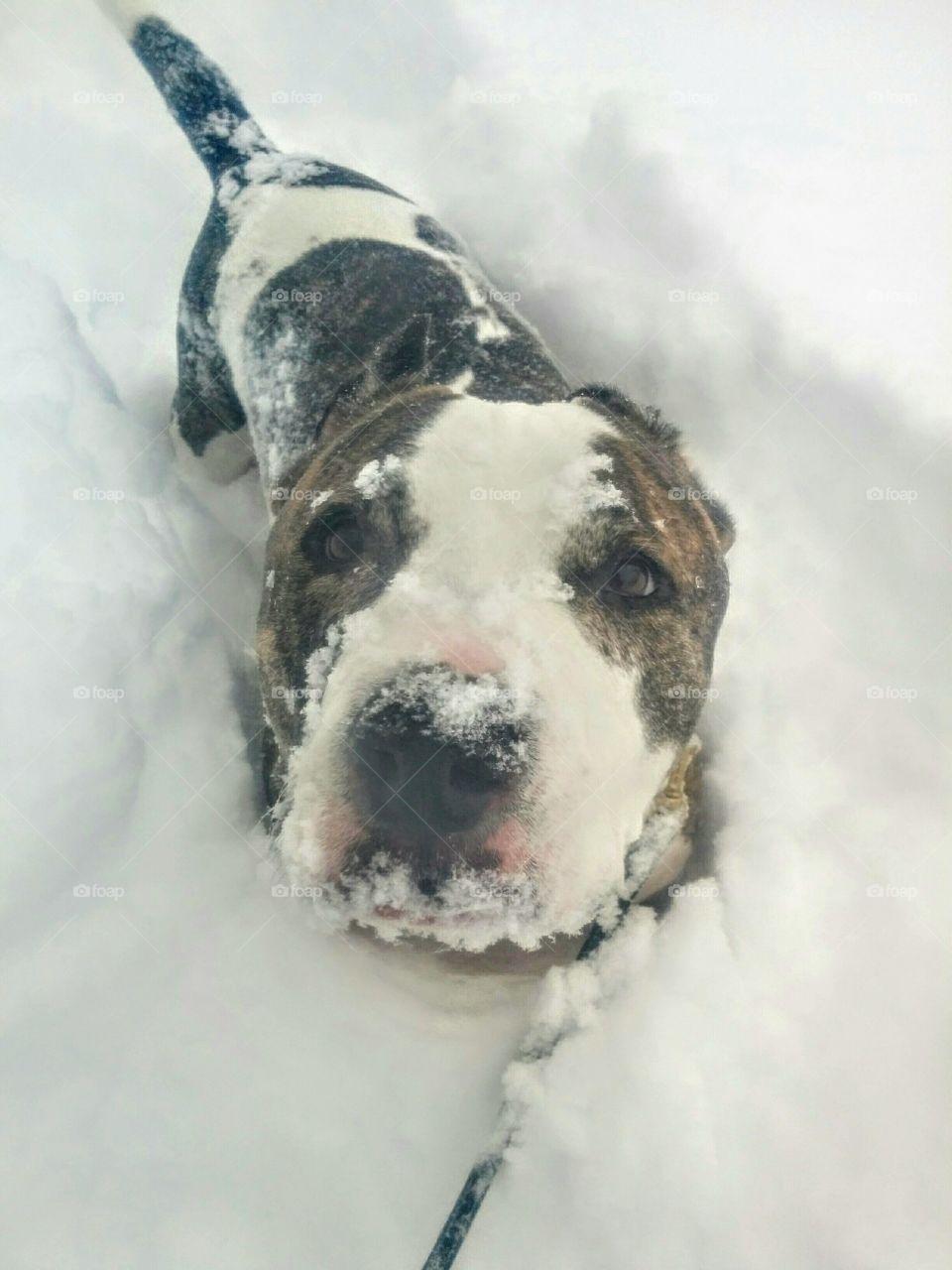 Snow Dog