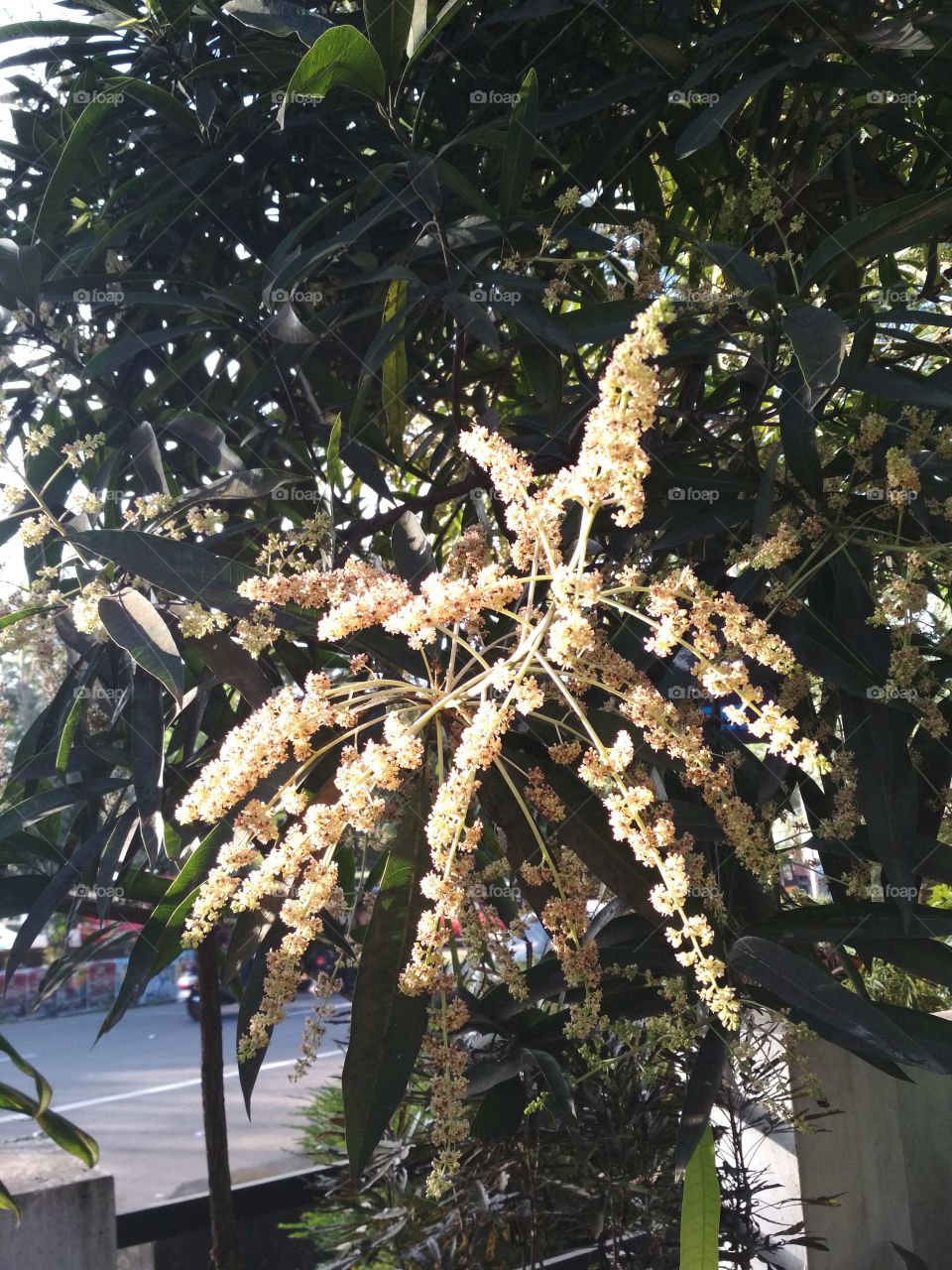 mango flowers