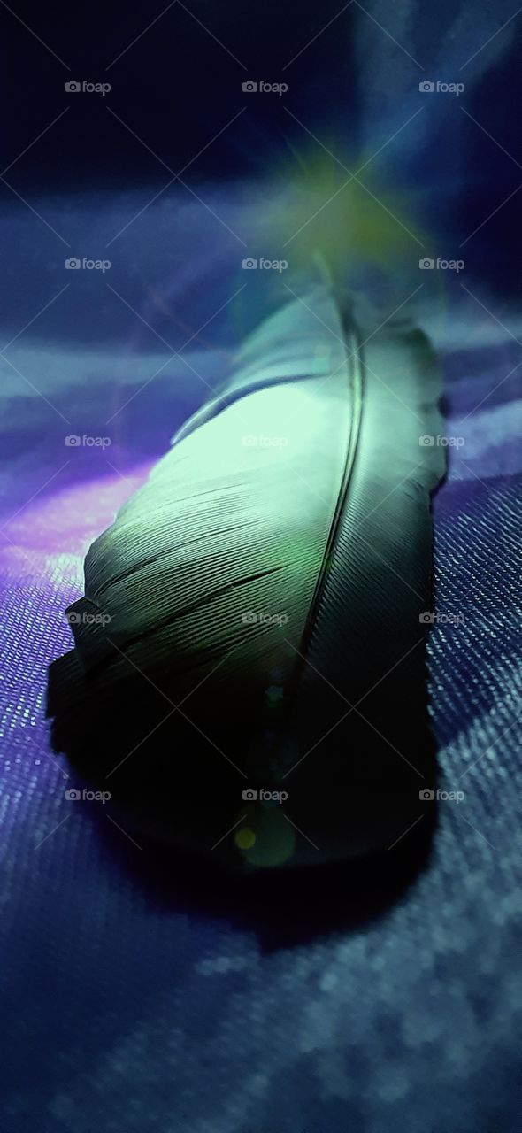 Green gradient feather of a bird...Great macro captured shot