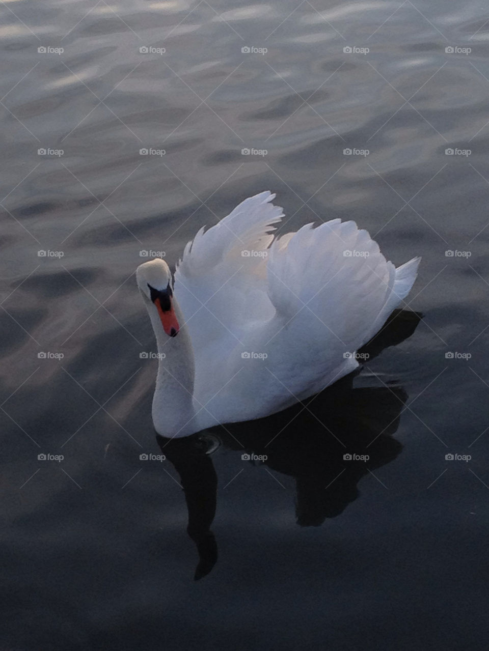 white sunset swan river by sim0n21