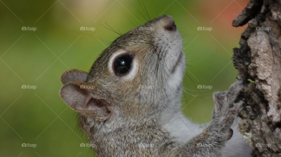 yard squirrel, Wilton Manors, Florida