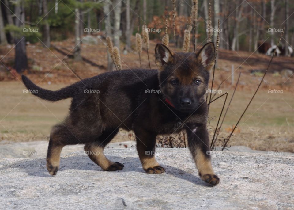 Sable German Shepherd puppy