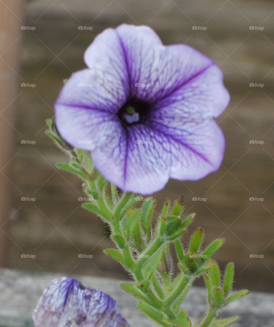 nature flower purple star by danelvr032708