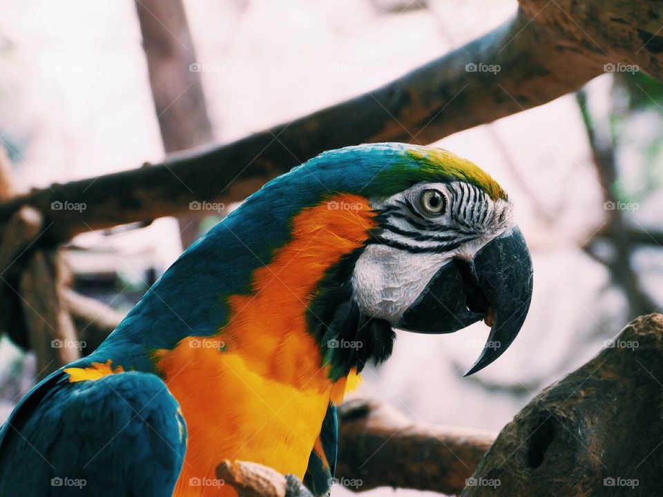 Macaw