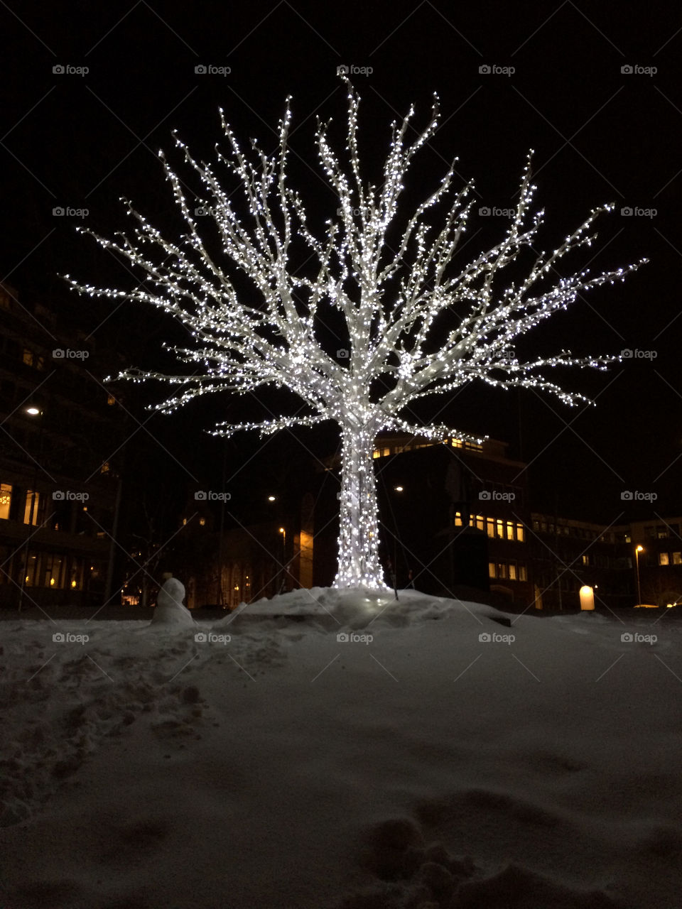 Lights on tree, tromso, norway