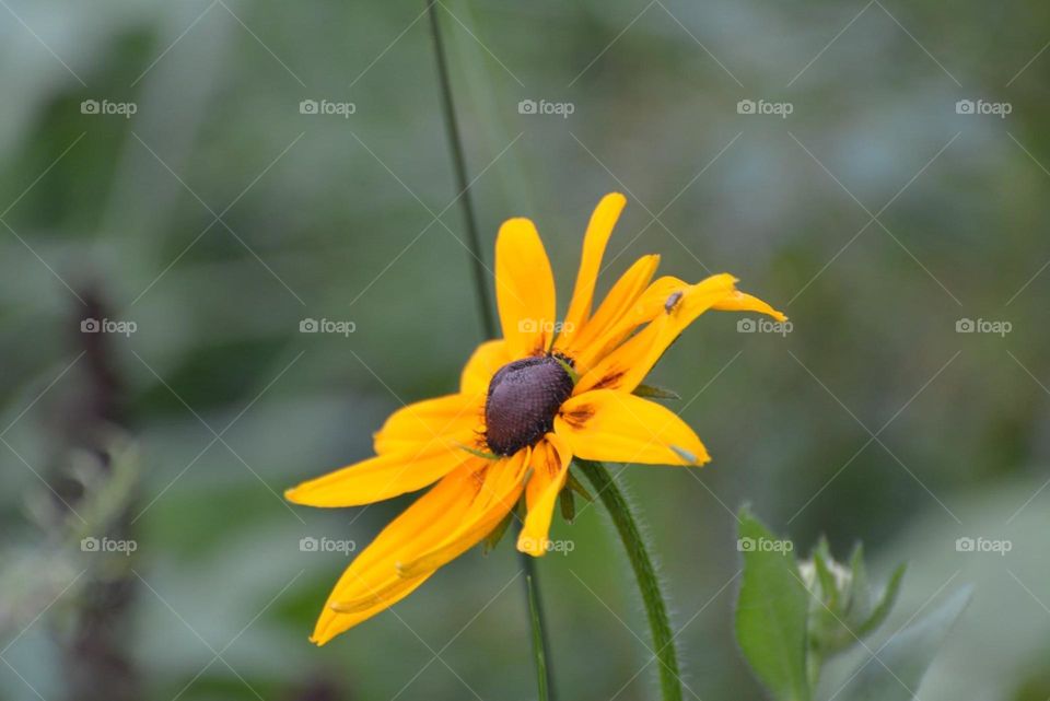 One of my many sunflowers in my huge garden 