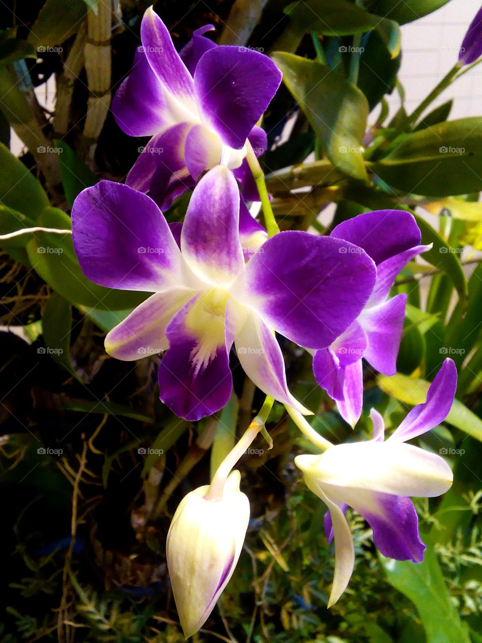 orchid. blooming orchid