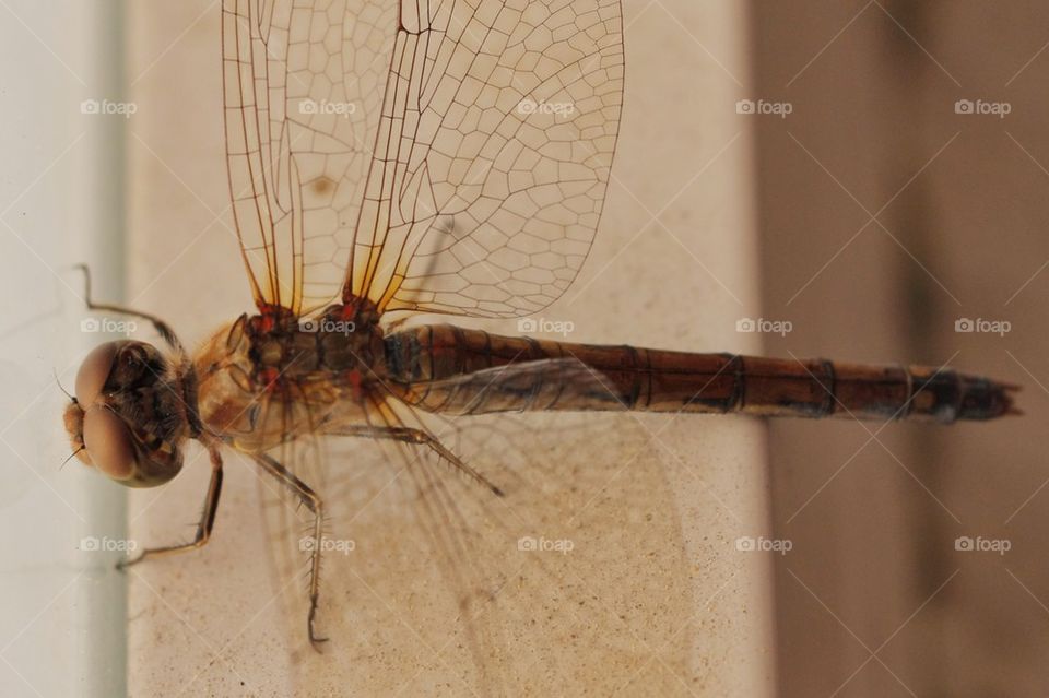 Dragonfly Top View