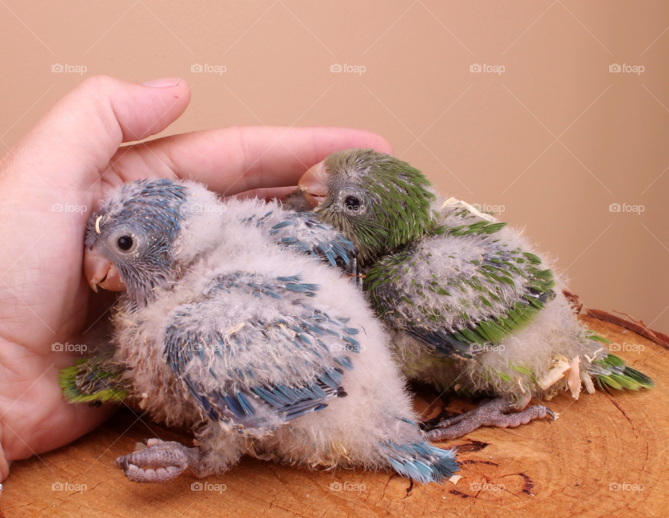 baby bird hand snuggle by nishasharp