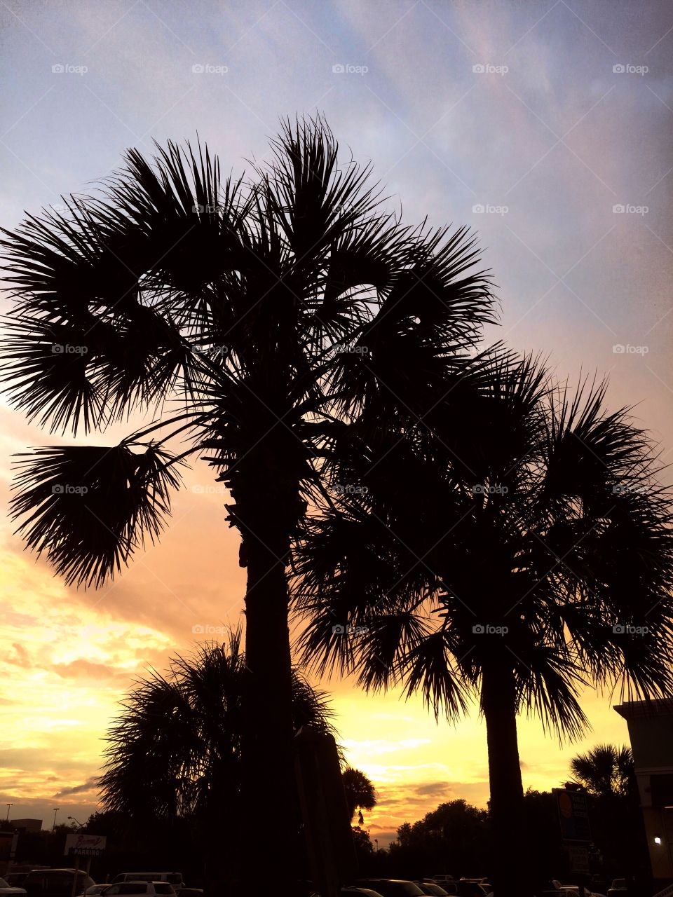 Palm tree. Palmetto tree silhouetted in the Golden hour.