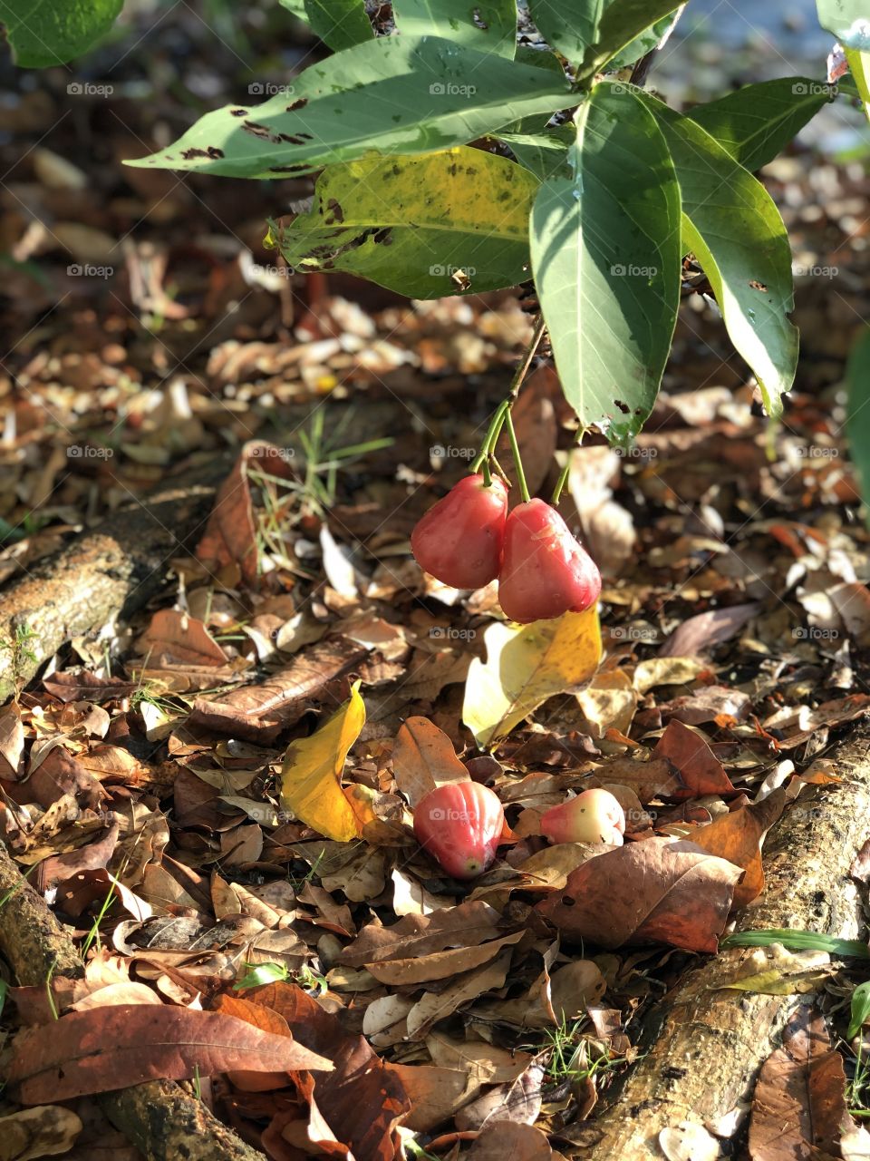 Fruit at beginning of Autumn 
