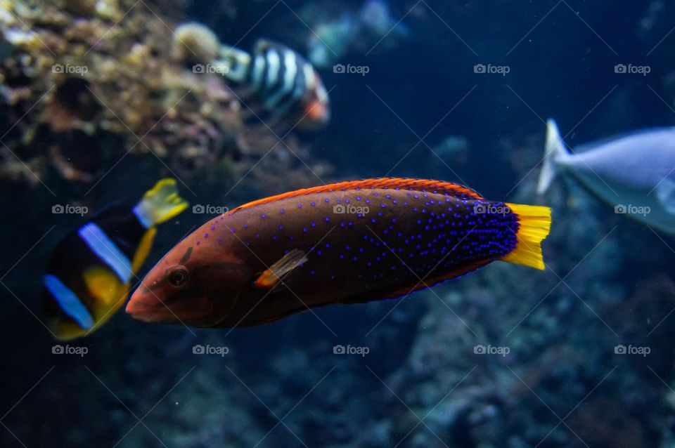 Red fish in the aquarium 