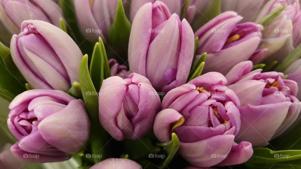 Bouquet of tulips 🌷 Spring mood💜