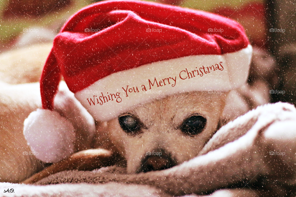 Chihuahua Christmas Greeting