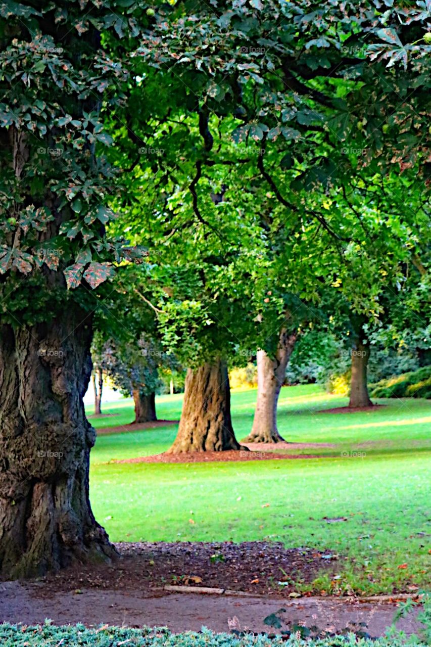 Beautiful trees! 