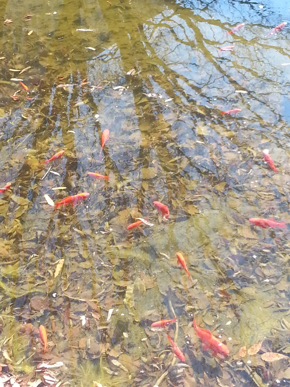 Fish, Water, No Person, Nature, River